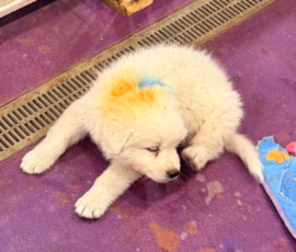 Pippin & Electra Litter 5/26