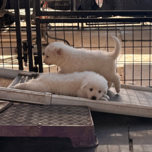2186755206 Inside Our Maremma Puppy Program