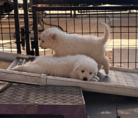 Pippin & Marisa Litter 5/26
