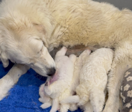Pippin & Nova Litter 5/26
