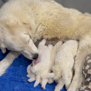 4190992656 Inside Our Maremma Puppy Program