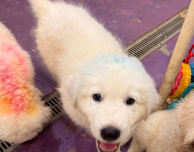 2397310667 Available Maremma Puppies