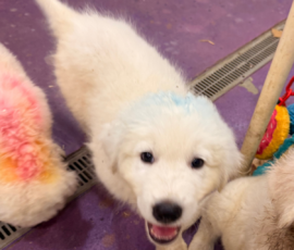 Pippin & Marisa Litter 5/26