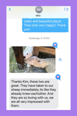 2652788347 Success Stories: Prancing Pony Maremmas Thriving Across North America
