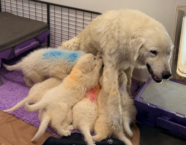 Available Maremma Puppies