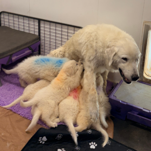 3368146446 Inside Our Maremma Puppy Program