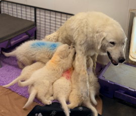 Pippin & Electra Litter 5/26