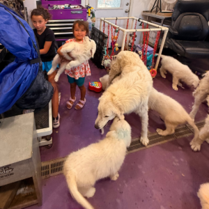 1526614123 Inside Our Maremma Puppy Program