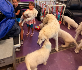 Pippin & Marisa Litter 5/26