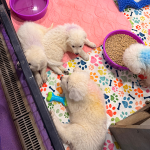 1808516197 Inside Our Maremma Puppy Program