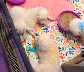 Pippin & Electra Litter 5/26