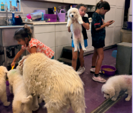 Pippin & Marisa Litter 5/26