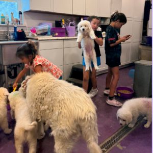 3415896702 Inside Our Maremma Puppy Program