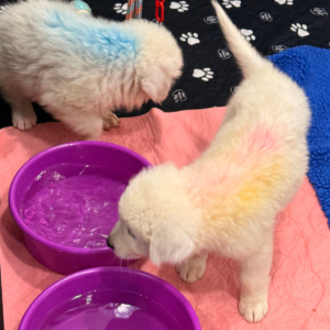 1668094559 Inside Our Maremma Puppy Program