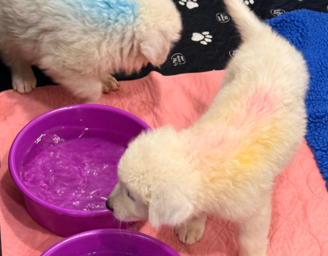 1942562192 Available Maremma Puppies