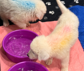 Pippin & Electra Litter 5/26