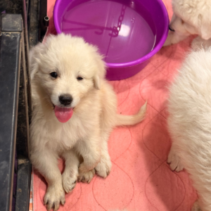 2868100027 Inside Our Maremma Puppy Program