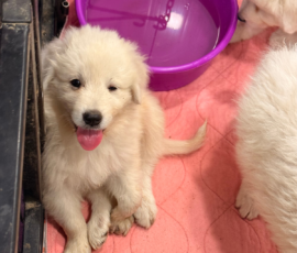 Pippin & Electra Litter 5/26