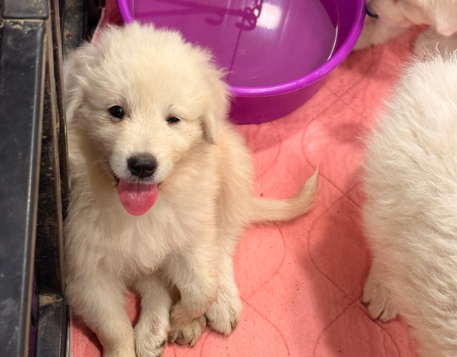 3615398540 Available Maremma Puppies