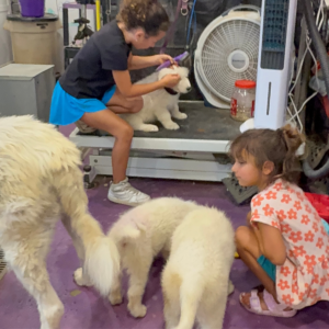 3889214552 Inside Our Maremma Puppy Program