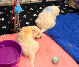 Pippin & Electra Litter 5/26