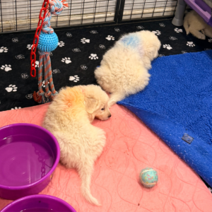 3546529190 Inside Our Maremma Puppy Program