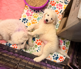 Pippin & Electra Litter 5/26
