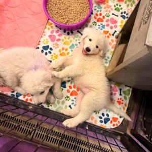 892943602 Inside Our Maremma Puppy Program
