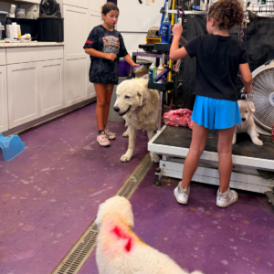 3936052043 Inside Our Maremma Puppy Program