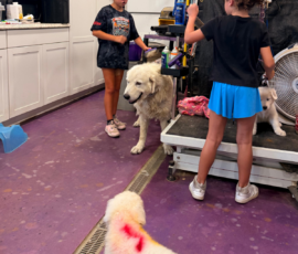Pippin & Marisa Litter 5/26