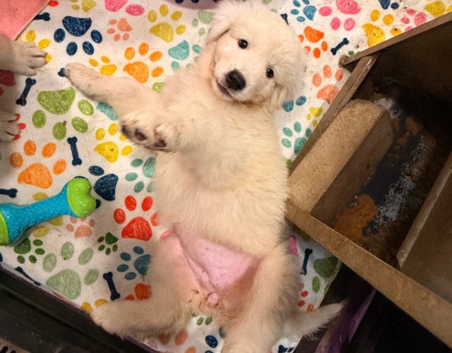 Available Maremma Puppies