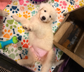 Pippin & Electra Litter 5/26