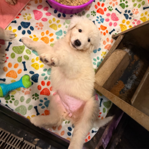 3251199301 Inside Our Maremma Puppy Program