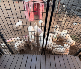 Pippin & Marisa Litter 5/26