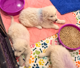 Pippin & Electra Litter 5/26