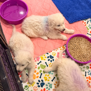 3979638033 Inside Our Maremma Puppy Program