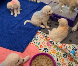 Pippin & Electra Litter 5/26