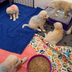 1567334801 Inside Our Maremma Puppy Program
