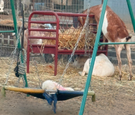 Pippin & Marisa Litter 5/26