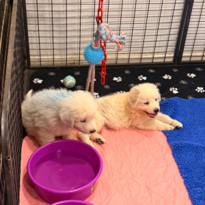 1078422937 Inside Our Maremma Puppy Program