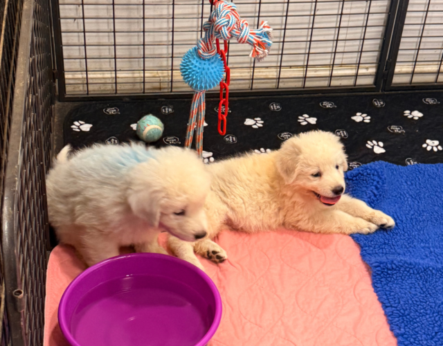 3687915960 Available Maremma Puppies