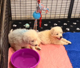 Pippin & Electra Litter 5/26
