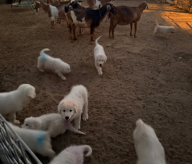 Pippin & Marisa Litter 5/26