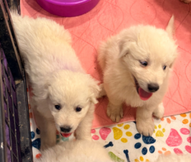 Pippin & Electra Litter 5/26