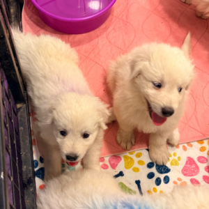 3422341888 Inside Our Maremma Puppy Program