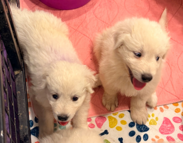486685408 Available Maremma Puppies