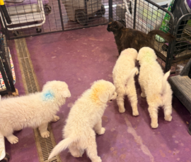 Pippin & Marisa Litter 5/26