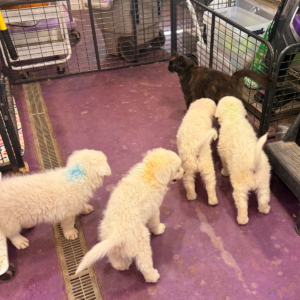 2748460378 Inside Our Maremma Puppy Program