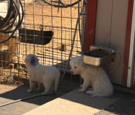 Pippin & Marisa Litter 5/26