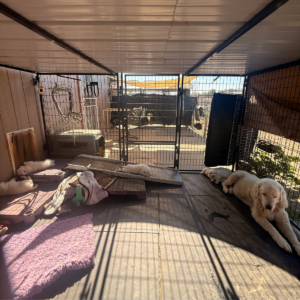 505466983 Inside Our Maremma Puppy Program
